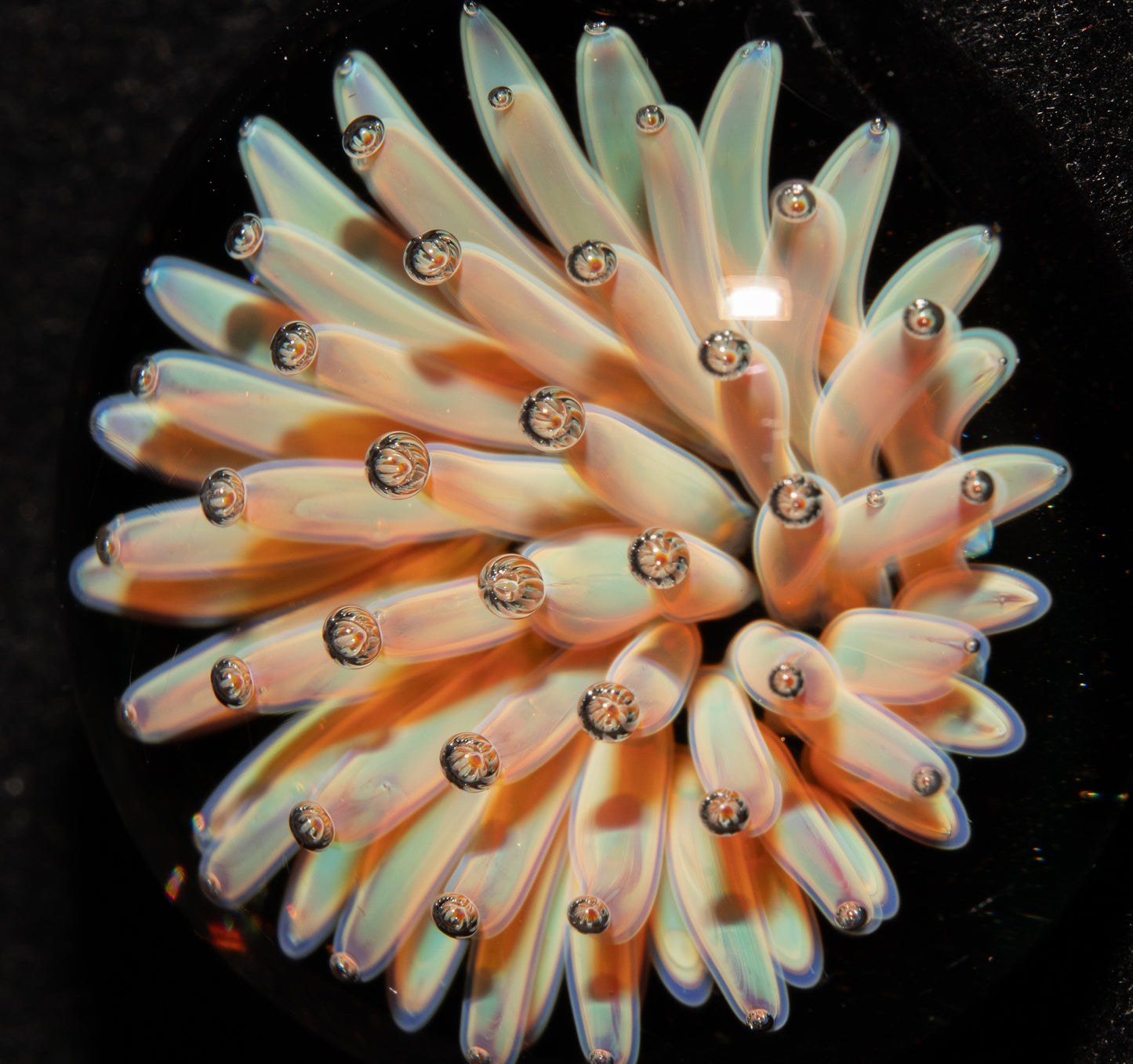 Cosmic Implosion Pendant | Starburst Glass Necklace | Artisan Borosilicate Jewelry | Sparkled Black Back